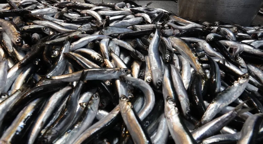 Trabzon’da hamsi bereketi