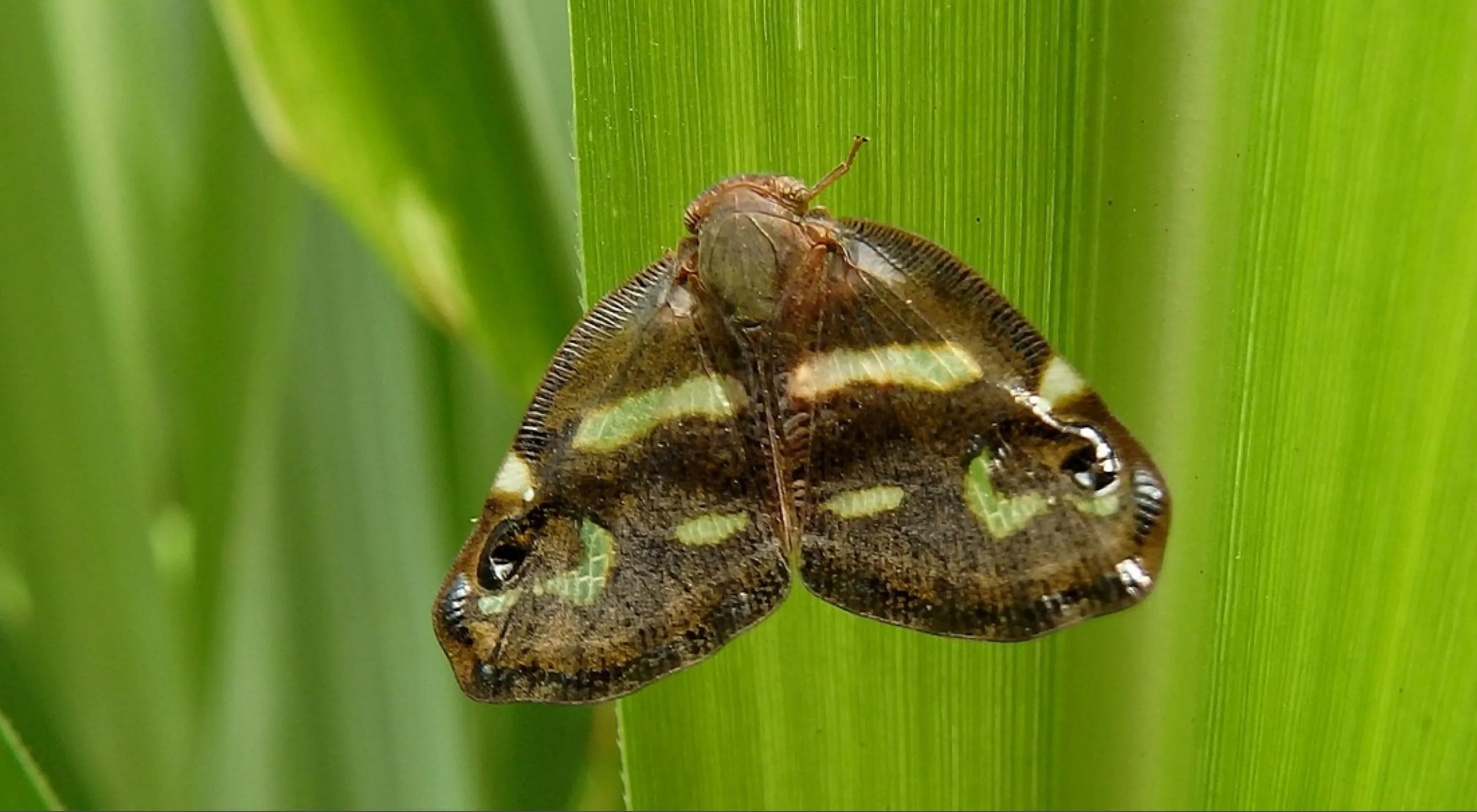 Rize'de kivi tarımı için zararlı türle mücadele