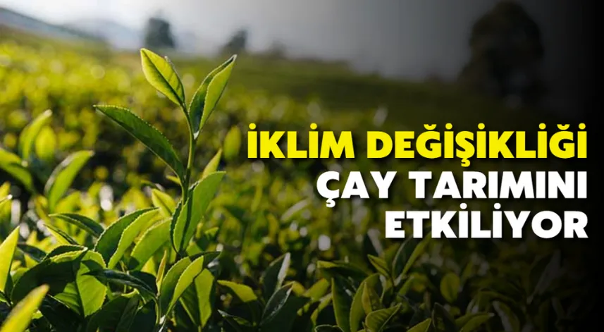 İklim değişikliği çay tarımını etkiliyor