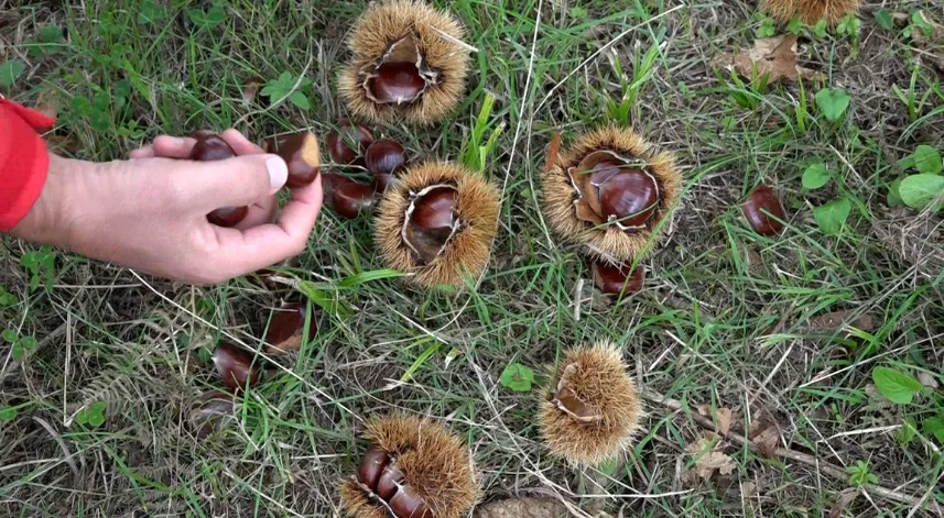 Ziraat Fakültesinde yetiştirilen hastalığa ve zararlılara dayanıklı kestanenin hasadına başlandı