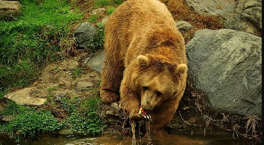 Profesörden popülasyonu 5 kat artan ayılar için ‘kontrollü avlanma’ önerisi