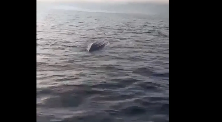 Artvin’de balıkçılar insansız deniz aracı buldu; özel ekip inceleyecek