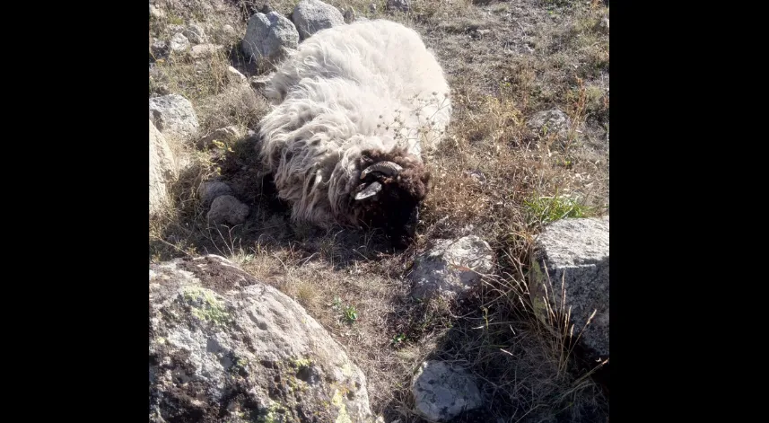 Giresun’da ayı ve kurtlar köyün koyunlarına saldırdı: 5 koyun telef, 18'i kayıp
