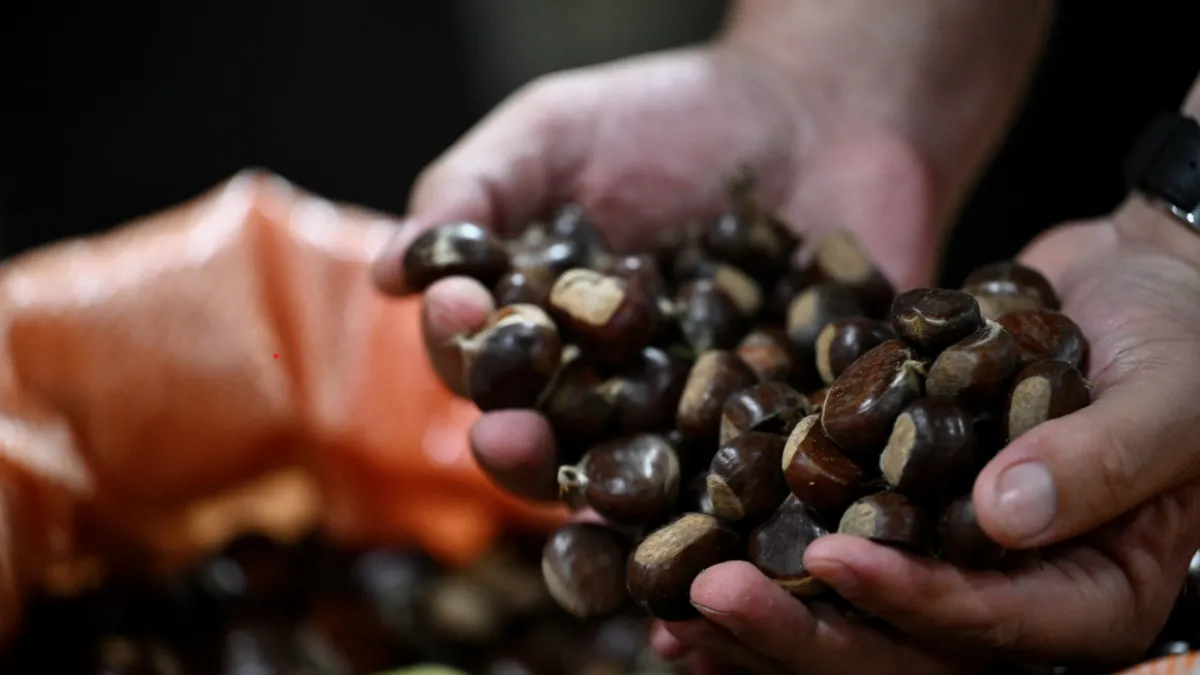 Düzce'de kestane mezatı açıldı