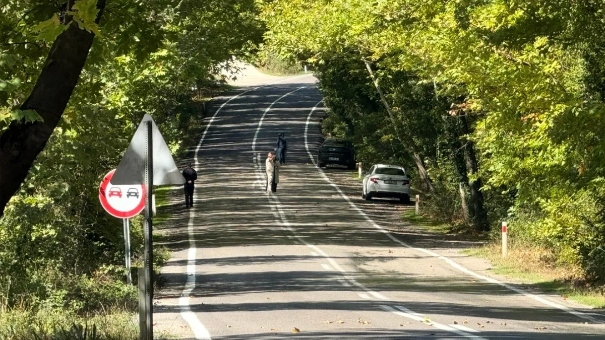 Ağaç tünel yolda görsel şölen