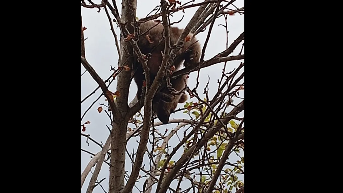 Ağaca çıkan yavru ayı mahsur kaldı