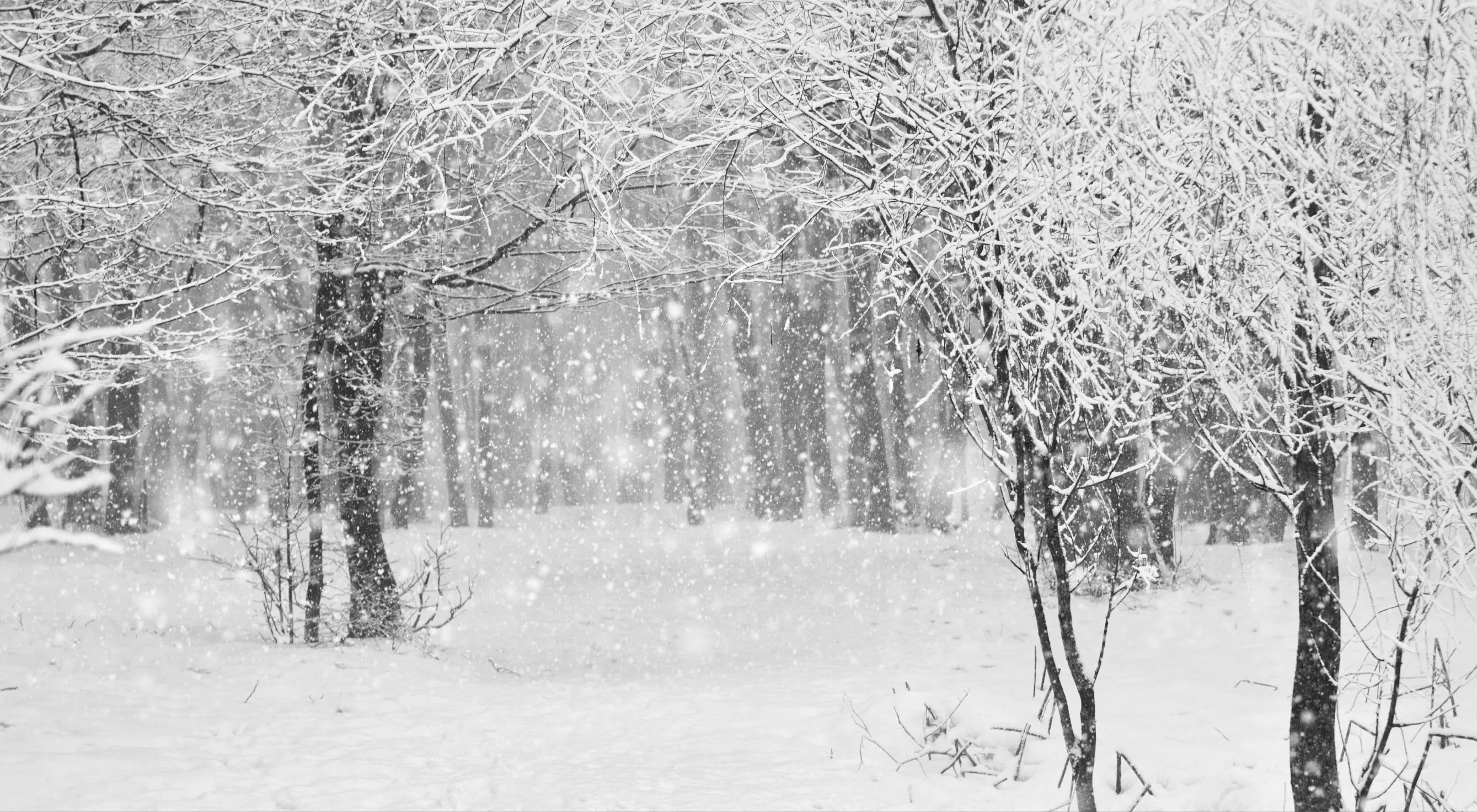 Doğu Karadeniz’e kuvvetli yağış uyarısı: Yüksek kesimlere kar geliyor