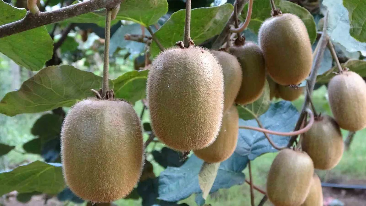 Tescilli Ordu kivisinin kilogram fiyatı belli oldu