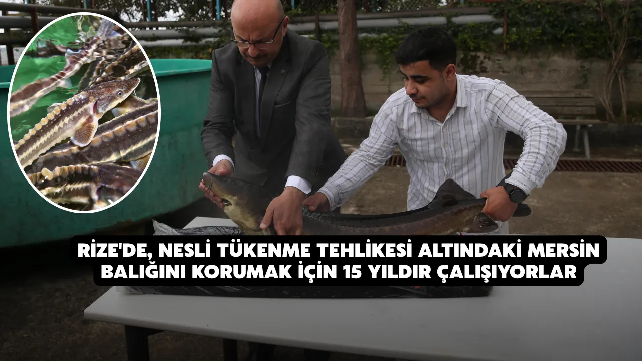 Rize'de, Nesli tükenme tehlikesi altındaki mersin balığını korumak için 15 yıldır çalışıyorlar