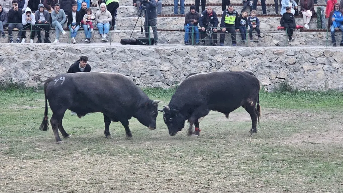 Şap Hastalığı Nedeniyle Ertelenen Ardanuç Boğa Güreşleri Festivali Sona Erdi