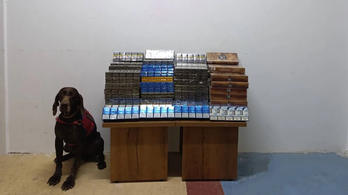 Yolcu otobüsünde bin 650 paket kaçak sigara ele geçirildi