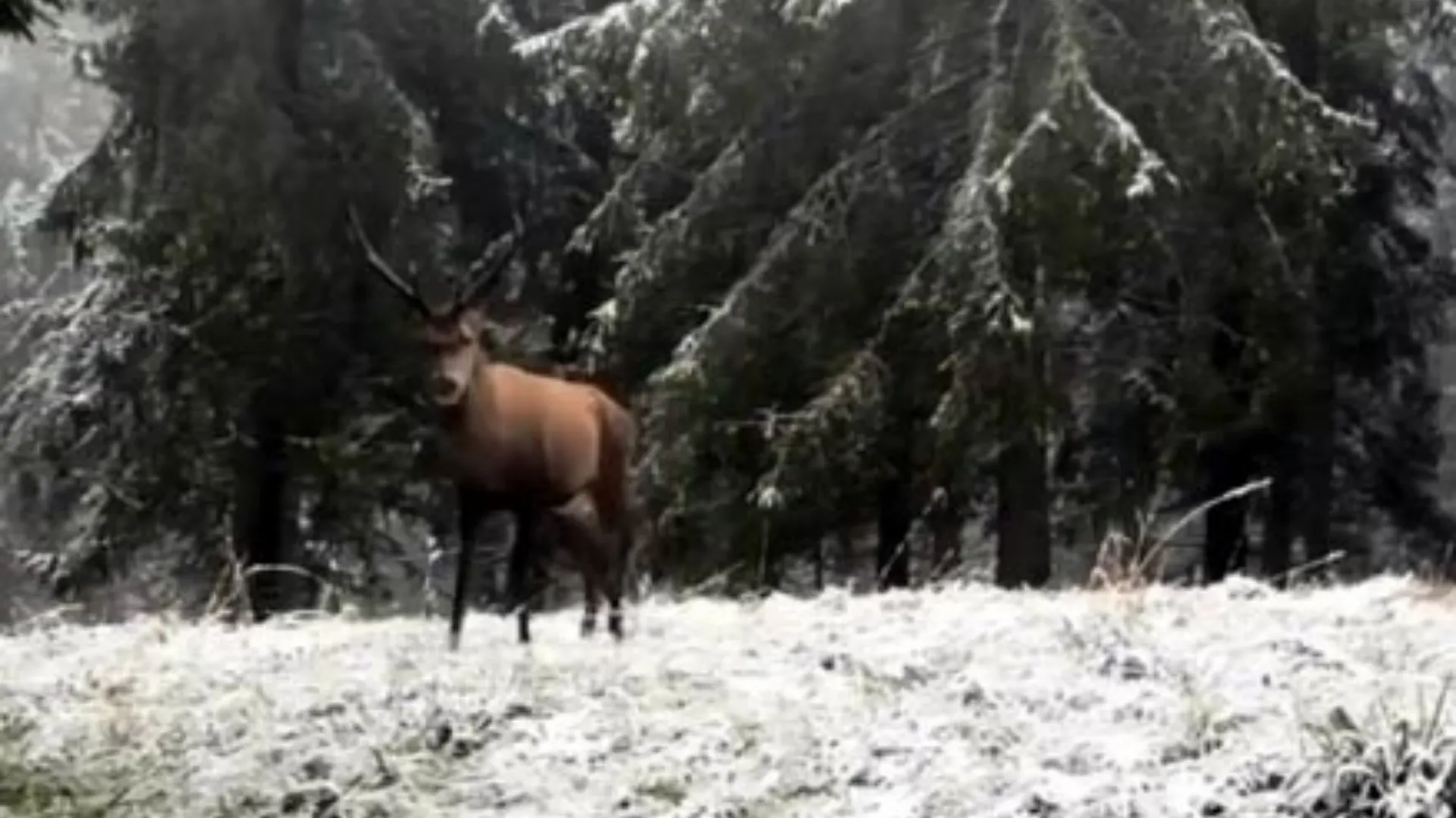 Karla kaplı ormanda kızılgeyik görüntülendi