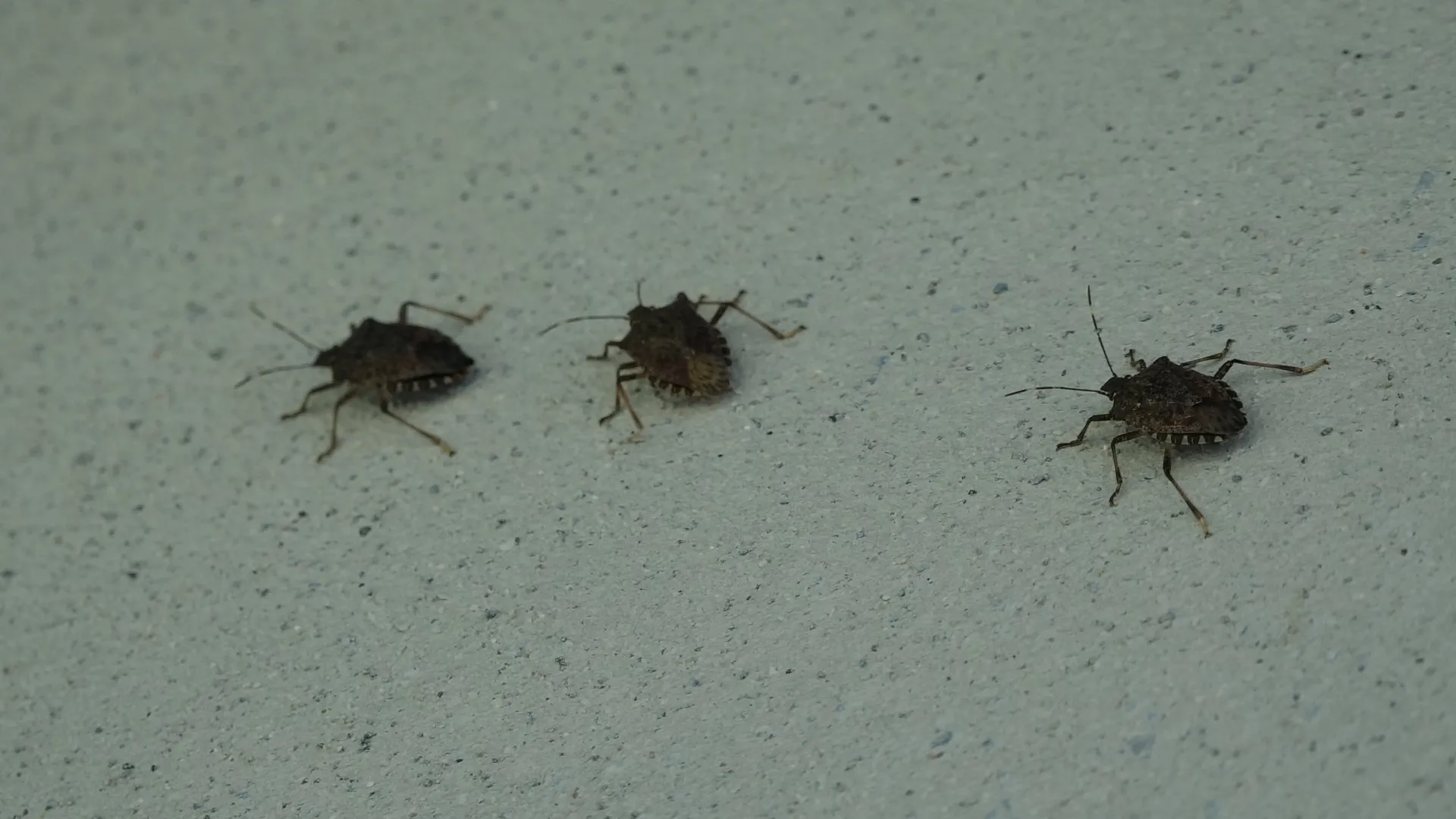 Prof. Dr. Özlü'den 'kahverengi kokarca'ya temas uyarısı 