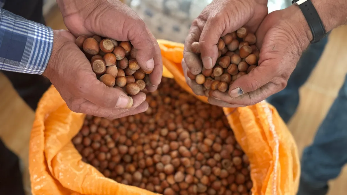 Fiyatın yükselmesini bekleyen üretici fındığını evinde bekletiyor