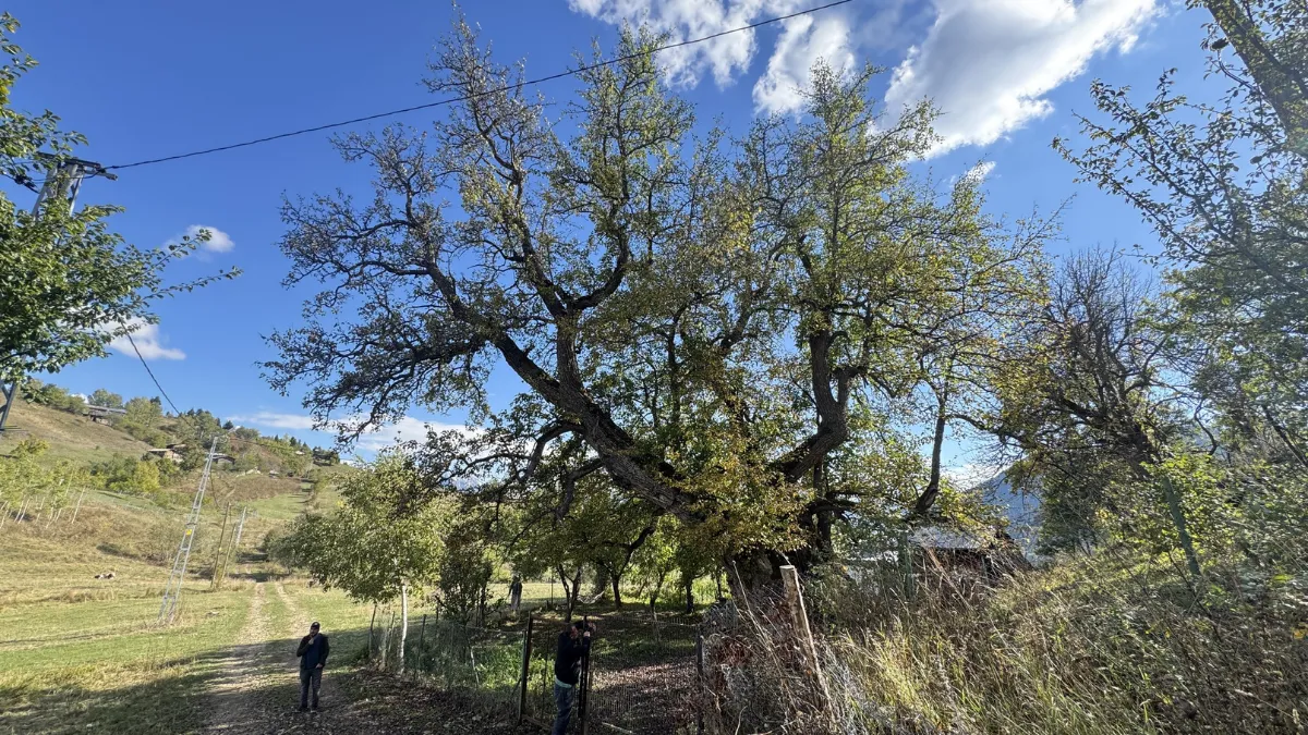 Artvin anıt ağaç zenginliğiyle öne çıkıyor