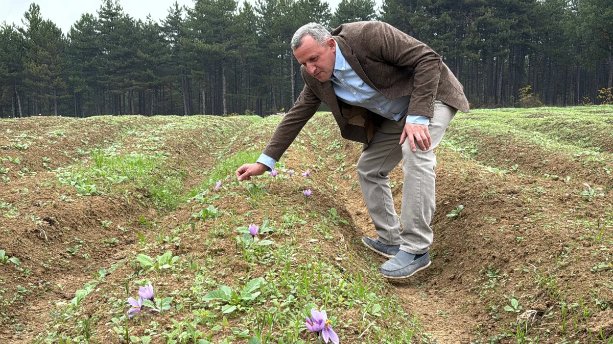 Dünyanın en pahalı baharatı safranın hasadı başladı