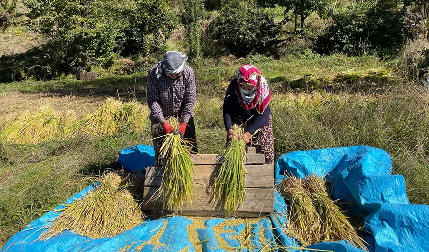 Artvin'de geleneksel yöntemlerle çeltik hasadı