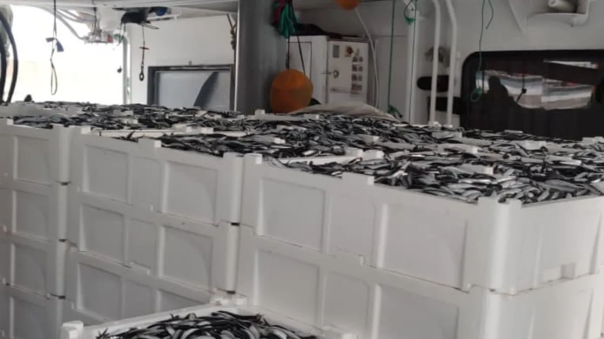 Karadeniz’de hamsi bolluğu