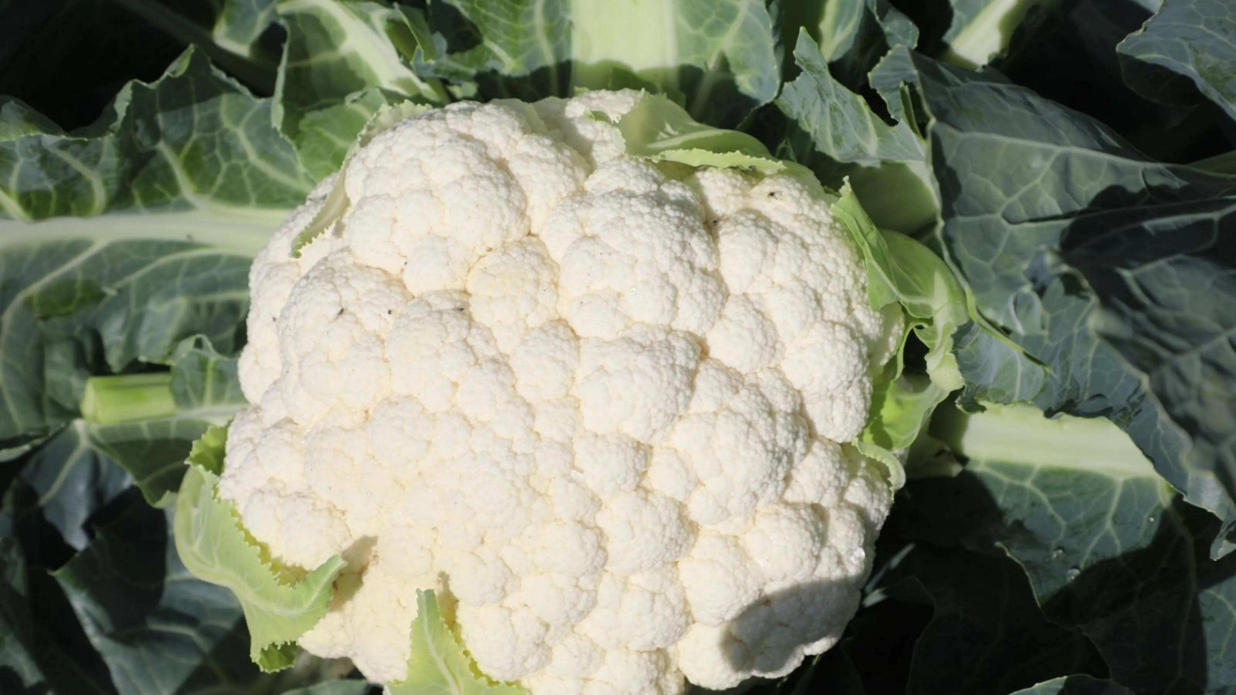 Elazığ’da karnabahar hasadı başladı