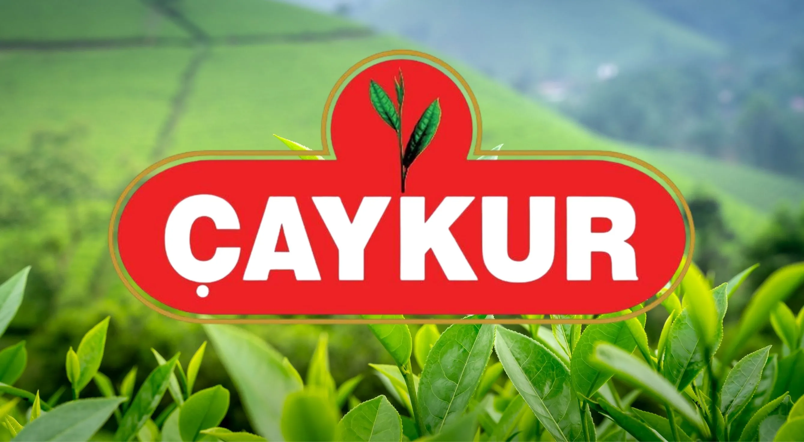 ÇAYKUR, Eylül ayı yaş çay paraları hesaplara yatıyor