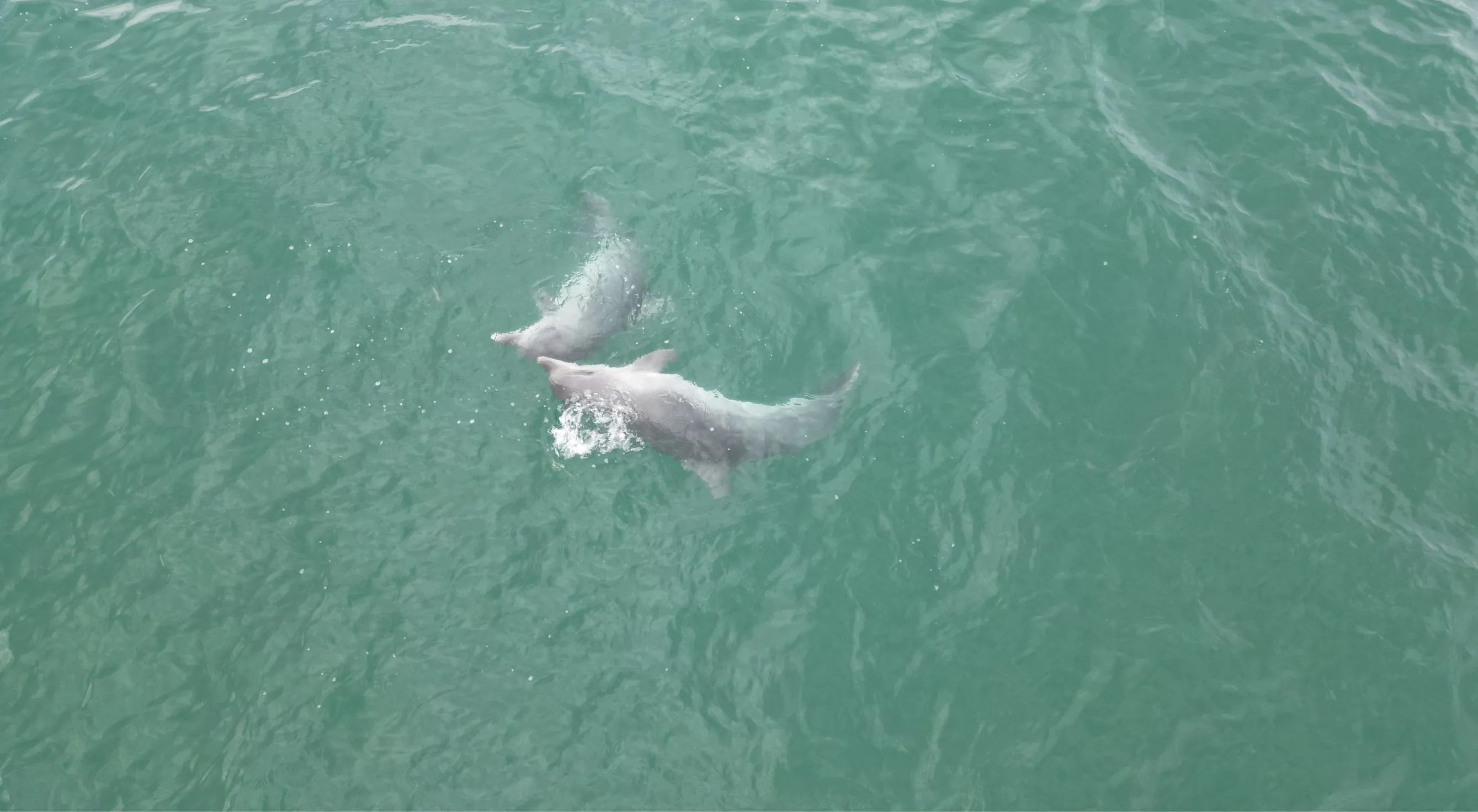 Karadeniz'de dolaşan yunuslar dronla görüntülendi
