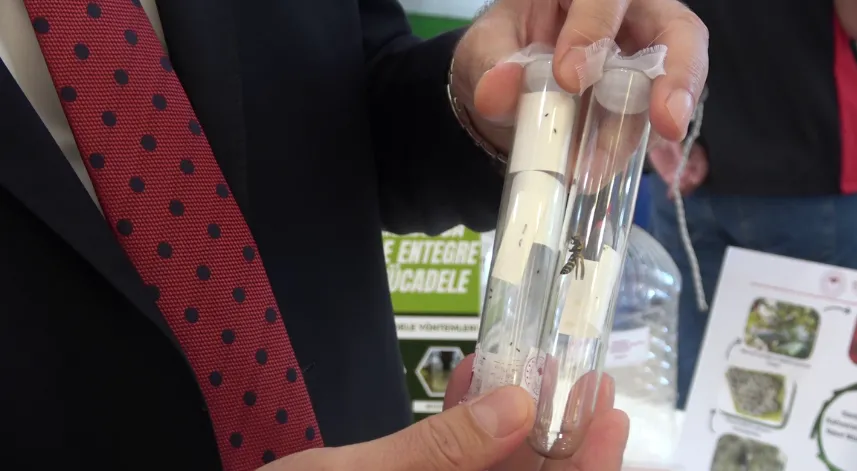 Samuray arısı, eşek arısı değil; kahverengi kokarcanın doğal düşmanı