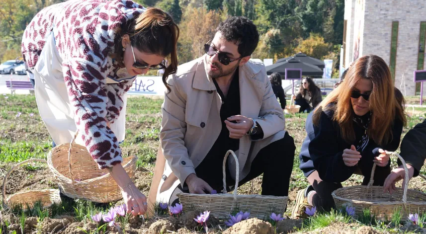 Ünlü oyuncular imece ağı yöntemiyle safran hasadı yaptı