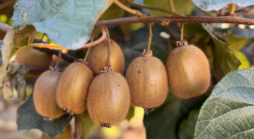 Ordu’da kivi için ‘erken hasat’ uyarısı 