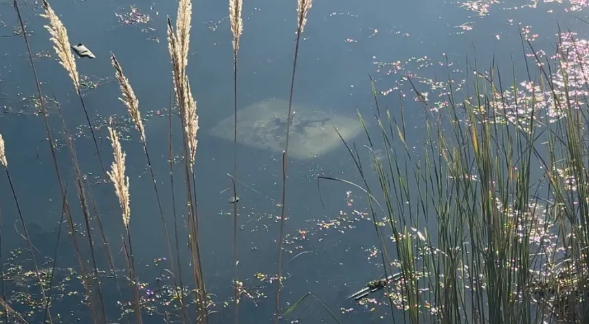 Ehliyetsiz sürücü araçla gölete düştü