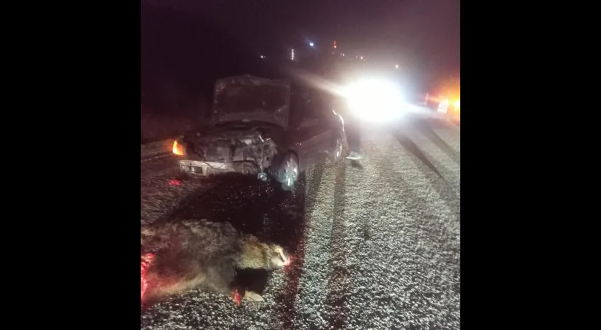 Otomobil yola fırlayan domuza çarptı