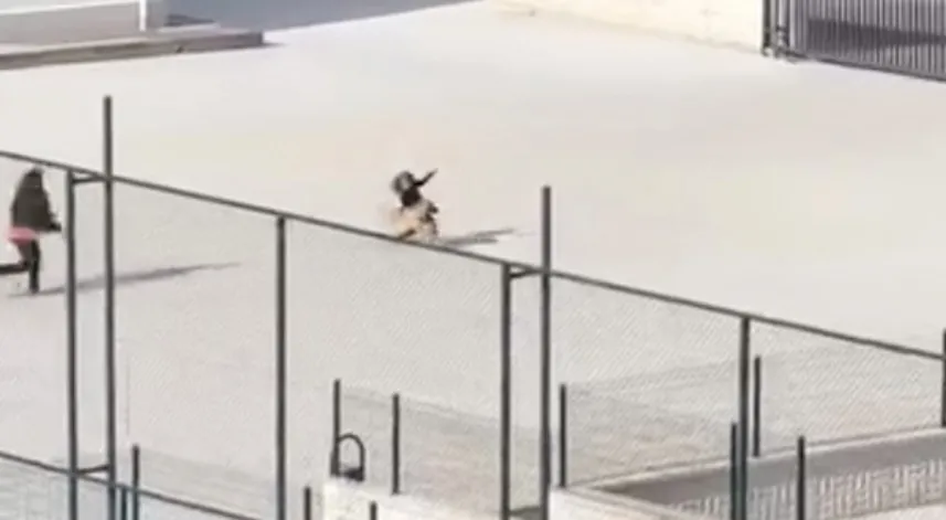 Okul bahçesine giren köpek çocuklara büyük panik yaşattı