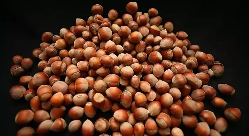 Türkiye, fındık ihracat sezonunun ilk iki ayında 351 milyon doları aşkın gelir sağladı