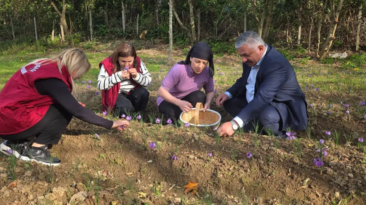 Ordu’da ilk safran hasadı başladı