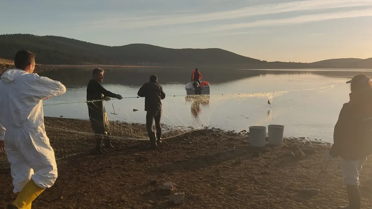 Hayalet ağa takılan 500 balık, canlı olarak kurtarıldı