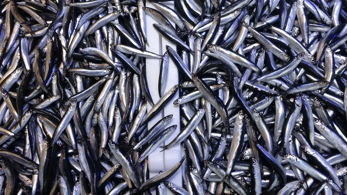 Denizdeki hamsi bolluğu ihracat rakamlarına yansımadı