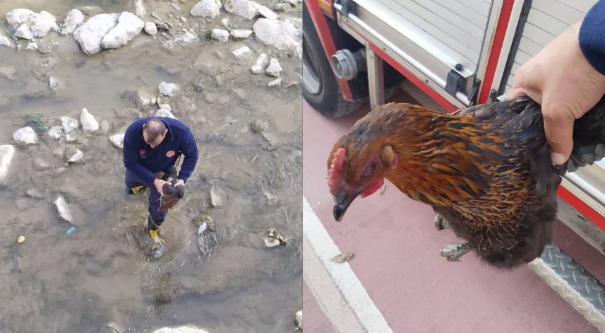 Harşit Çayı'na düşen tavuğu itfaiye kurtardı