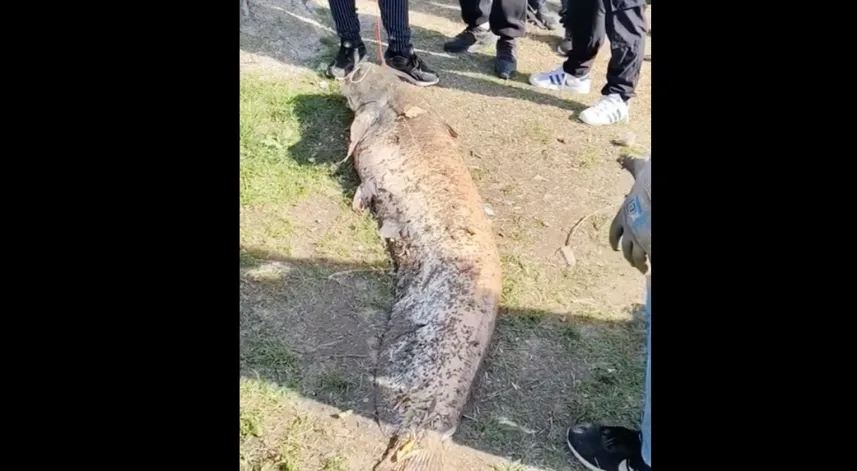 Oltaya takılan 50 kiloluk dev balık şaşırttı