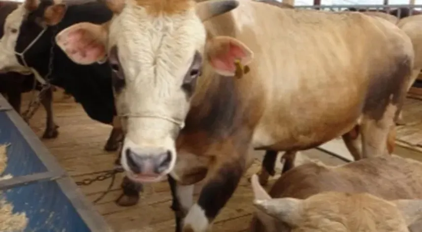 Uzmanından 'Deli dana' uyarısı