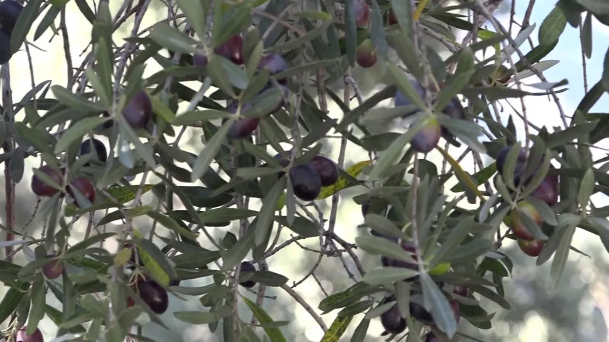 Artvin’in ödüllü ‘Butko’ zeytininde hasat sürüyor