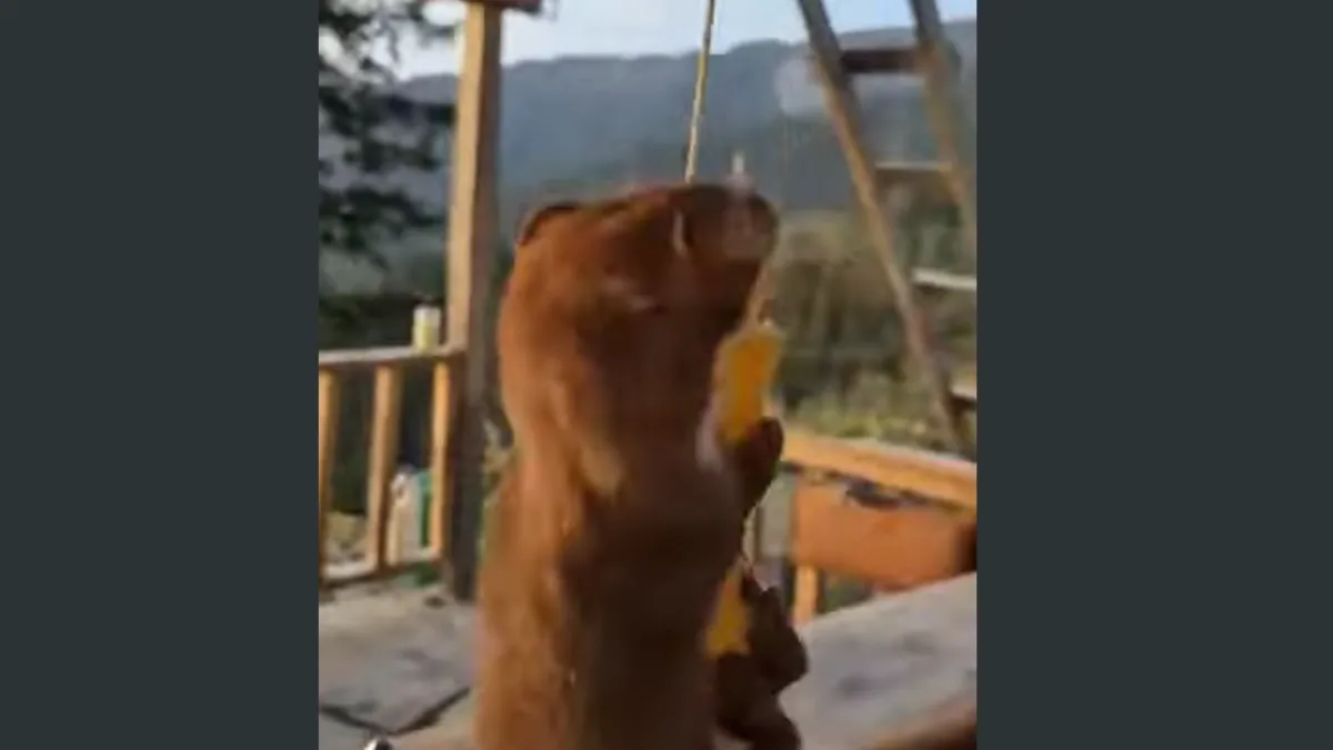 Rize’de Gelinciğin İpe Asılı Yiyecekle İmtihanı Gülümsetti