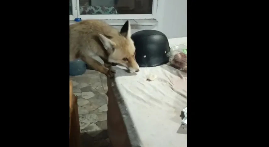 Bağ evinin bahçesine giren tilkileri besledi