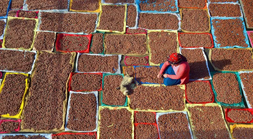 3'lü kıskaçtaki fındıkta düşük rekolteye rağmen hedef rekor ihracat