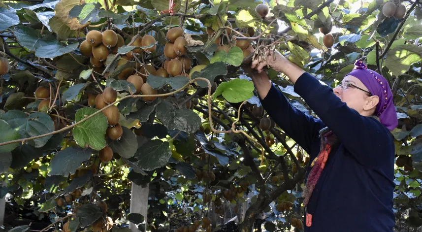 Ordu'da üreticiler tescilli kivide hasada devam ediyor