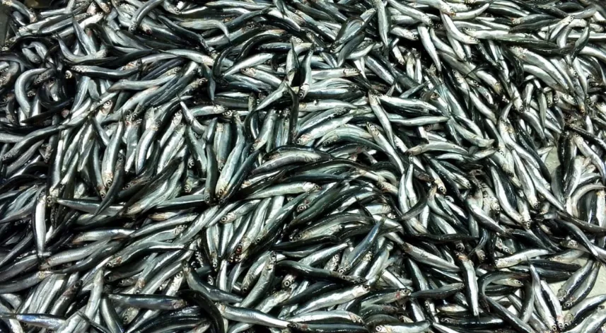 Zonguldak'ta balıkçılar 2,5 ayda 5 bin tonun üzerinde hamsi avladı