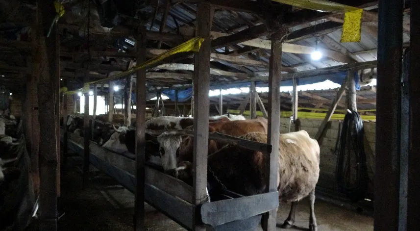 Şile'de şap alarmı: 3 köy karantinada, 18 mahalle gözetim altında