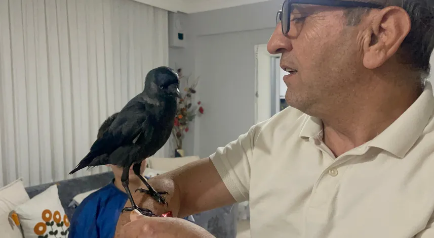 Kızının otomobili ile eve kadar gelen kargayı sahiplendi