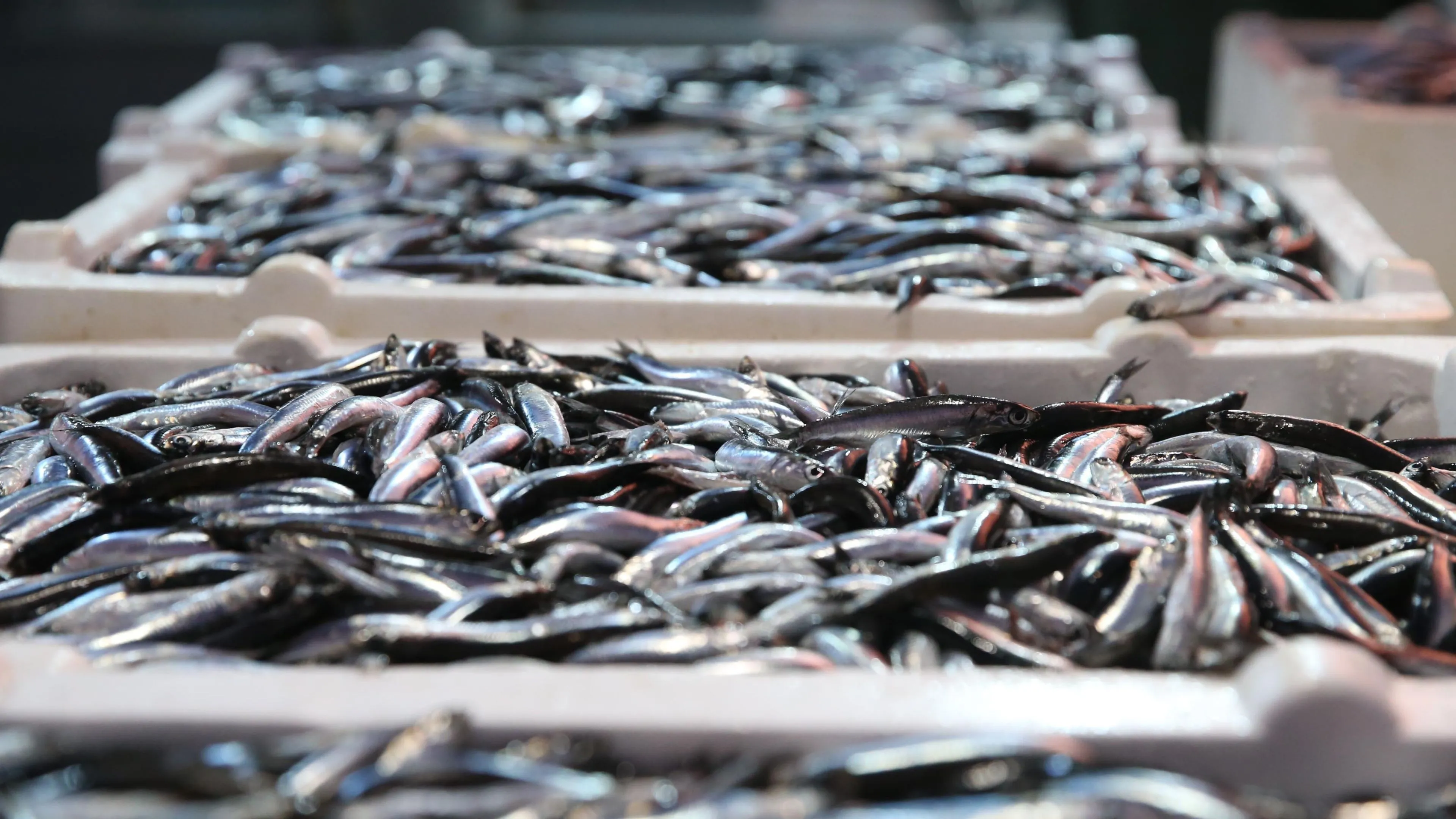 Doğu Karadeniz'de hamsi büyüklüğü ve bolluğuyla yüzleri güldürüyor