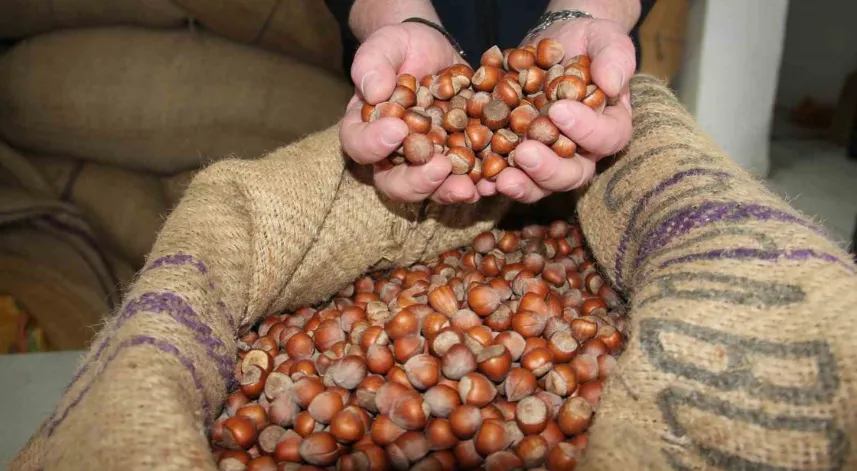 Giresun'da fındık fiyatları tekrar yükselişe geçti