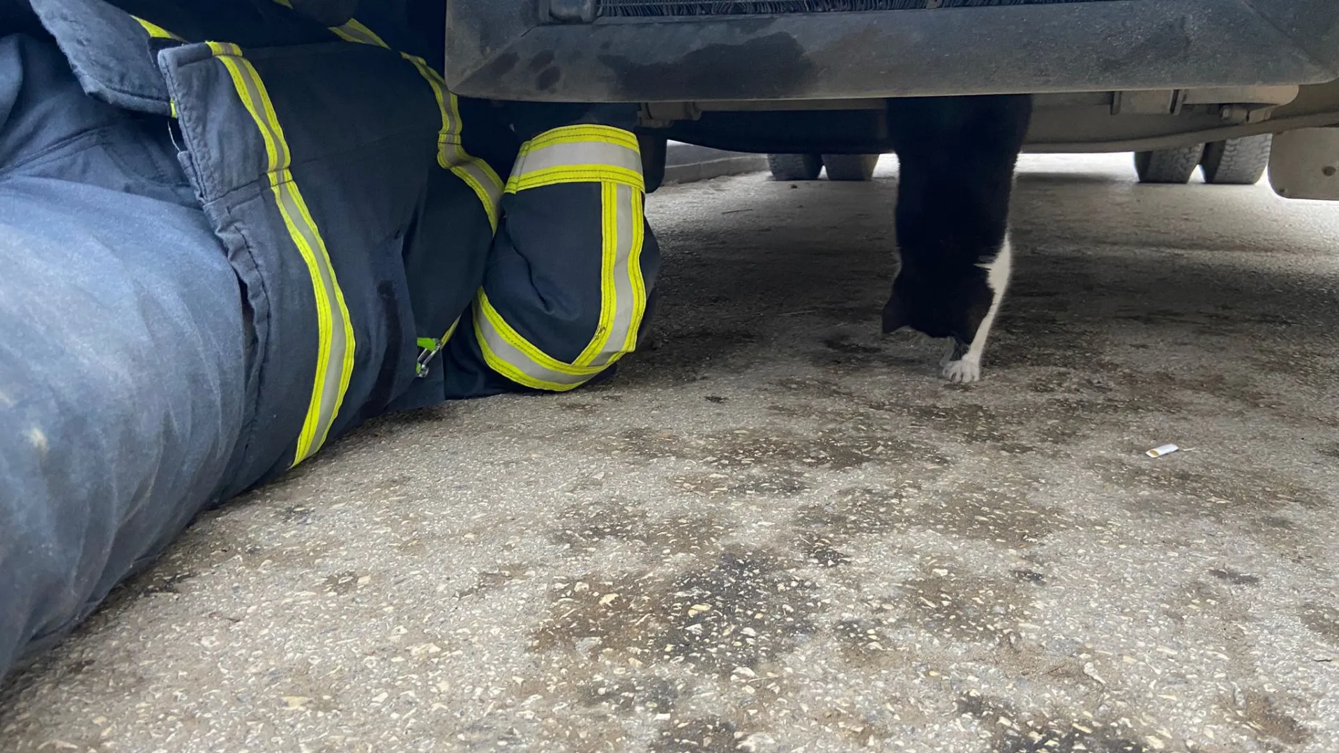 Kastamonu'da minibüsün motoruna sıkışan kedi yavrusu kurtarıldı