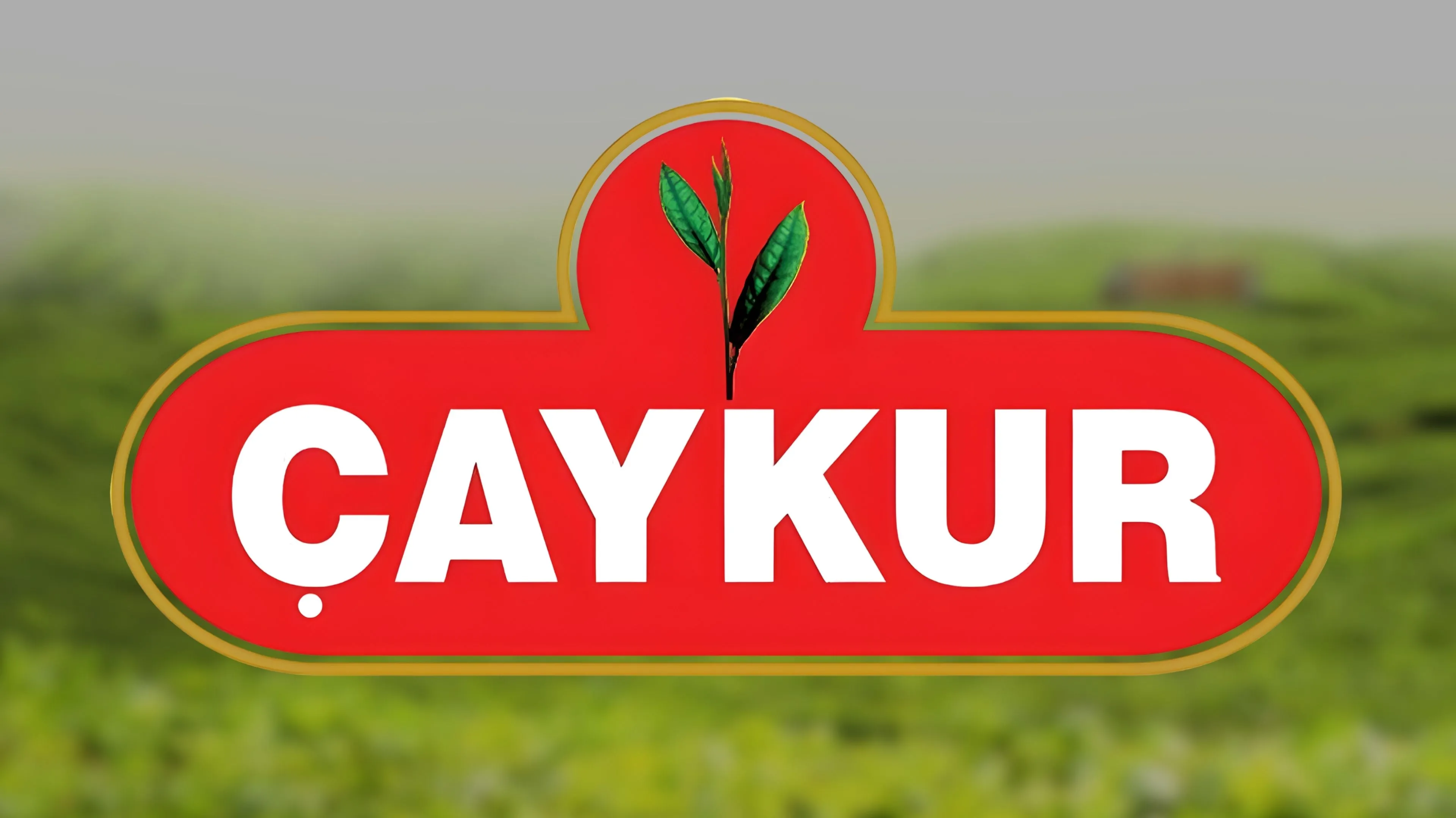 ÇAYKUR’dan organik çay üreticilerine ikinci taksit ödemesi